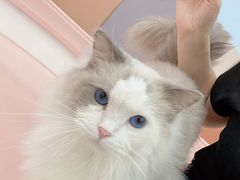 -1013 PET SHOP 宠物商店(近铁城市广场店)