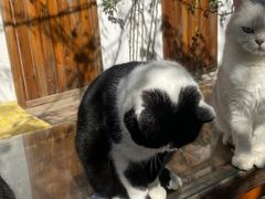 -喵屿·大理花园猫咖