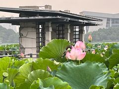 -月湖风景区