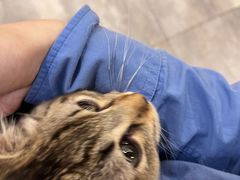 -楼上猫咖(罗湖店)