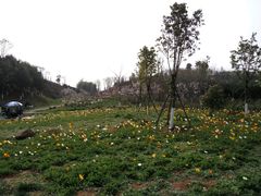 -白鹭湾湿地公园