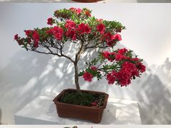 -上海滨江森林公园