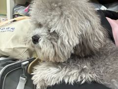 -美联众合动物医院·24h京西诊疗中心
