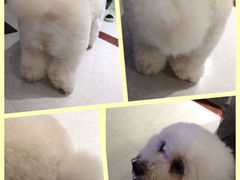 iphone_upload_pic-唐小姐の猫狗洗护·购宠旗舰店(周浦万达店)