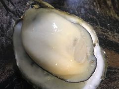 -蚝专家