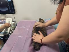 -北京观赏动物医院·24小时大型综合·猫专科·异宠专科