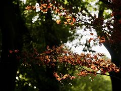 -新虹桥中心花园