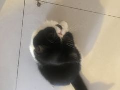 -平行世界·猫咖(首经贸店)