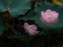 -厦门园林博览苑