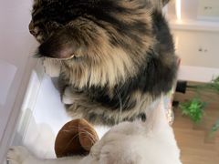 -COLOR PETS 撸猫馆·购猫·猫咖(长风大悦城店)
