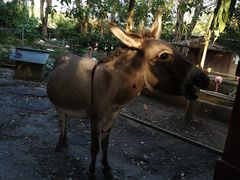 -清迈夜间动物园