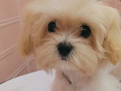 -FAELING PETS美天灵宠物(合生汇店)