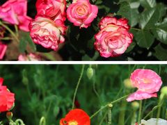 -上海滨江森林公园