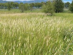 -野鸭湖国家湿地公园