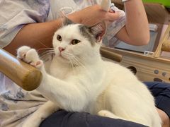 -猫咪派对(江南西店)