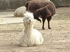 -大连森林动物园