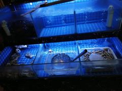 -嗨牛味海鲜烧烤