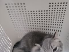 -佑安动物医院·全科·内窥镜中心(幸福巷店)