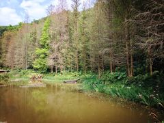 -深圳仙湖植物园