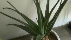 -佳慕皮肤管理连锁