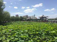 -莲花池公园