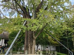 -上海佘山国家森林公园天马山园