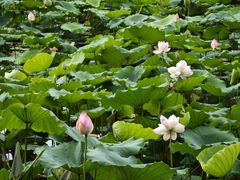 -荔湾湖公园