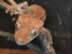 -上海大自然野生昆虫馆(东方明珠·爬宠昆虫探索中心)