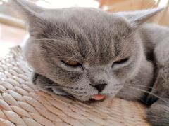 -Catmate·猫肥家润(金润铂宫店)