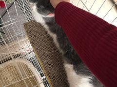 -联萌宠物医院(猫病专科)