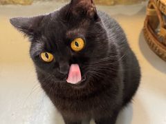 -豆逗聊愈猫阁Easy Life