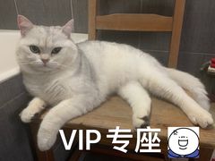 -东方名猫馆·英短金渐层布偶猫舍(环线广场1号楼店)