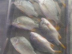-集味齐传统美食餐厅(狮山公园店)