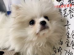 -宠颐生宠物医院外科·内科·皮肤科·影像科(石龙店)