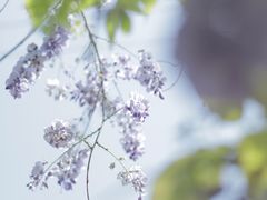 -三圣花乡旅游区