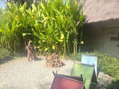 -大象粑粑造纸公园