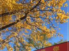 -香山公园