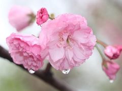 -天适樱花悠乐园
