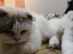 -楼上猫咖(罗湖店)
