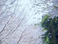 -武汉大学-樱园