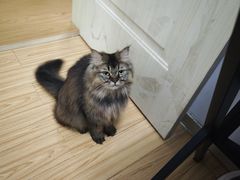 -瑞鹏宠物医院·骨科·猫科·内科(第一中心)