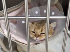 -美联众合动物医院·24h京西诊疗中心