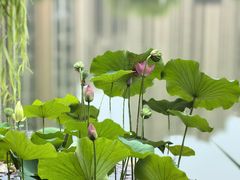 -木塔寺遗址生态公园