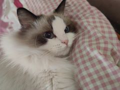 -宠颐生宠物医院·异宠猫科内科·诊疗中心宠巢店
