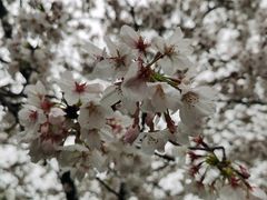 -武汉大学-樱园