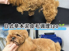 -汪小喵宠物·戴维斯乐芳希施宠馨宝皮毛调理洗护店