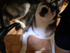 -more than meow吴止猫主题餐厅(承德 中船汇店)