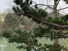 -青枫公园