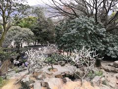 -香雪海