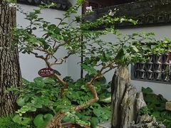 -上海醉白池公园